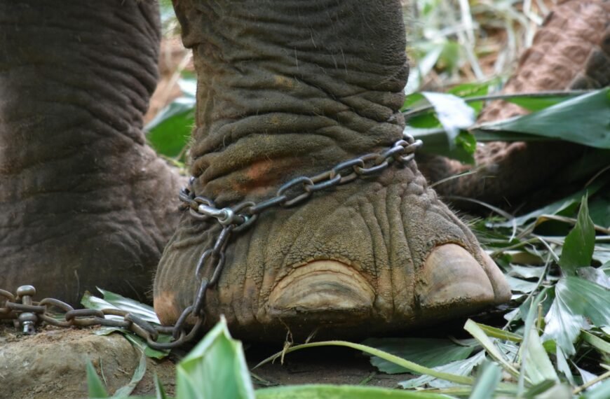 Are Zoos Animal Sanctuaries or Prisons?